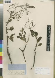 Image result for Aeollanthus neglectus