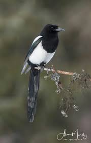 Tropical Black Bird With Large Beak Black Billed Blackbird Magpie Beautiful Birds Black Bird
