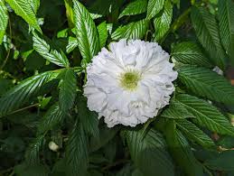 Image result for Rubus rosifolius