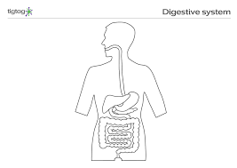 The human digestive tract, also known as the gastrointestinal tract, consists of the alimentary canal and the associated glands. The Digestive System Stem