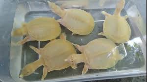 Bulus Albino Labi Labi Albino Youtube