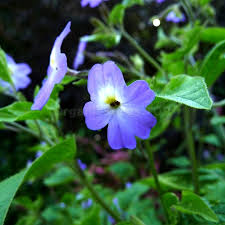 Image result for Browallia americana