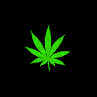 We did not find results for: 25 Weed Marijuana Animated Gif