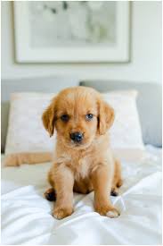 A strong line of golden retrievers. Newborn Puppy Photo Shoot Virginia Wedding Photographer