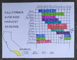 when to pick avocados greg alders yard posts food