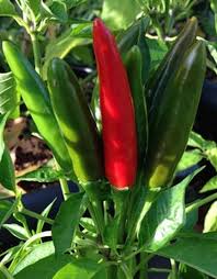 Learn more about the scoville scale here. Japones Chile Scoville