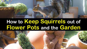 While ground squirrels eat almost anything, there are some plants they detest. 10 Smart Ways To Keep Squirrels Out Of Flower Pots The Garden