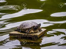 More images for japanese pond turtle habitat » A Hybrid Japanese Pond Turtle Rests On A Platform In A Small Stock Photo Picture And Royalty Free Image Image 132355000