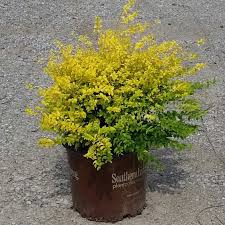 Some sunshine ligustrum companion plants include loropetalum, hostas, and gardenias due to their compact sizes and clumping habit. Southern Living Plants Live Sunshine Ligustrum Evergreen Shrub 3 Gal Walmart Com Walmart Com