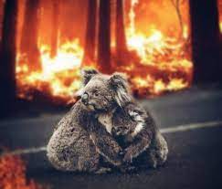 Justin Miller On Instagram The Reality Of What S Going On In Australia Plenty Of Animals Need Our Help Please Share Australia Animals Animals Cute Animals
