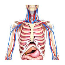 The axilla and the deltoid region in language and terminology for the study of the anatomy of the upper limb. Upper Body Anatomy Photograph By Pixologicstudio Science Photo Library