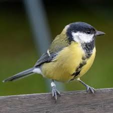 Image result for Kohlmeise vogelhouse