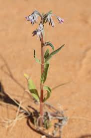 Image result for Trichodesma zeylanicum