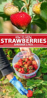 Soak them in water while you're planting to give them a better start. How To Plant And Grow Strawberries Gardener S Path