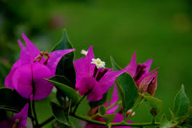 Bougainvillea flower drop can be caused by temperatures that are lower than those the plant is used to. Bougainvillea Paper Flower Silica Lodge Garden Centre