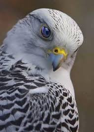 40 Predator Birds Ideas Birds Birds Of Prey Pet Birds The list does not contain condors, as they are scavenger birds, hunting only in exceptional cases. 40 predator birds ideas birds birds