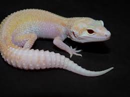 Black And White Striped Leopard Gecko Raptor Striped Giant 50 Chance Of Super Giant Red Eyes Leopard Gecko Happy Animals Raptor