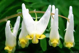 We will deliver your flowers in hollywood, ca. 25 Most Amazing And Weird Flowers From Around The World
