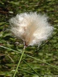 Image result for Eriosema cordatum