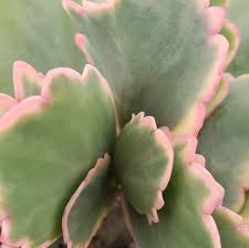 Image result for Kalanchoe fedtschenkoi