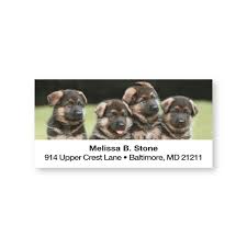 In orlando, fl, we're the ideal source for happy and healthy pups of various bloodlines. German Shepherd Pups Sheeted Address Labels Current Labels
