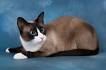 Snowshoe Cat Breed - Characteristics, Care and Health