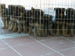 Top quality german shepherd puppies. If You Want A Dog That Is Fearless Smart And Hard Working Than The German Shepherd May Be Fo German Shepherd Breeders German Shepherd Puppies Shepherd Puppies