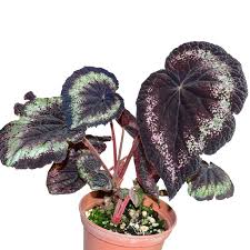 Image result for Begonia nyassensis
