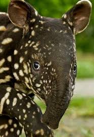 Malaysian Tapir Is An Endangered Species Of Tapir That Lives In The Rainforest Of Myanmar Malaysia And Thailand This Sp Cute Animals Animals Unusual Animals