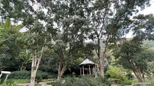 Image result for Heteropyxis dehniae