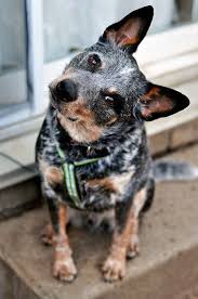 Jax The Cattle Dog By Samthecowdog What Ya Talkin Bout Blue Heeler Dogs Cattle Dog Australian Cattle Dog