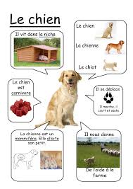 Chien Animaux De La Ferme Learnfrench Http Www Uniquelanguages Com Animaux De La Ferme Documentaire Animaux L Education Francaise