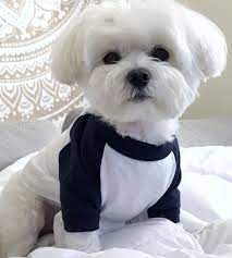 pet dog animal dog breeds dog funny dog photography boxer dog dog stuff dog training dog memes dog and maltese dogs haircuts maltese dogs maltese puppy