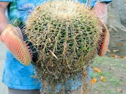 The large cacti are cereus repandus or peruvian apple cactus. the small cactus in the black planter is while cacti are hearty plants, solie reminds us that, every cactus has different needs, but the another trick we use for transporting larger cacti is to use moving blankets, which can also. Moving Cacti Some Tips And Suggestions Dave S Garden