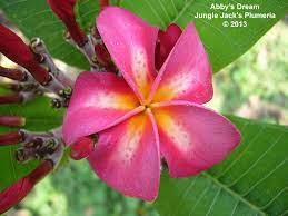 Abby S Dream Interesting Plumeria That Develops A White Tear Drop In Warmer Conditions A Very Unique Effect Nice Flower Pot Design Plumeria Sympathy Flowers