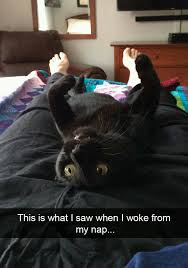 Sometimes we don't know whether our cat is our pet or our master anymore. Funny World Of Cats Memes And Mobile Wallpapers