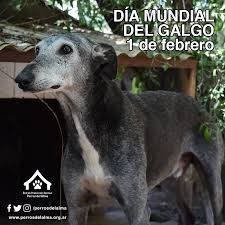 Ze ondergaan een leven van angst en wreedheid en wanneer ze niet meer. Diainternacionaldelgalgo Hashtag On Twitter