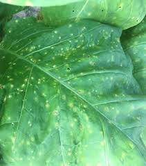 Maybe you would like to learn more about one of these? Frogeye Leaf Spot Of Tobacco Nc State Extension Publications