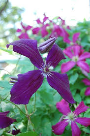 We did not find results for: Clematis X Jackmanii Jackman S Clematis North Carolina Extension Gardener Plant Toolbox
