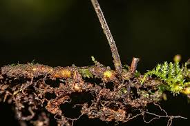 Image result for Arthropteris anniana