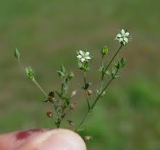 Image result for Cliffortia serpyllifolia