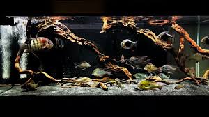 Pin By Krasa On Fish Tanks Biotope Aquarium Small Water Gardens Fish Tank