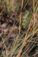 Image result for Cymbopogon pospischilii