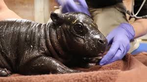 There are 413 mobile games related to baby taylor bath, such as baby hazel spa bath and baby hazel royal bath that you can play on yiv.com for free.413 mobile games related to baby taylor bath, such as baby hazel spa bath and baby hazel royal bath that you can play on yiv.com for free. A Baby Pygmy Hippo Was Born At Franklin Park Zoo And Boy Is It Small