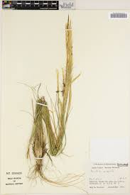 Image result for Aristida congesta