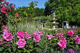 Wifi is free in public spaces. Bilder Von Niederlande Arcen Limburg Rosen Natur Park Strauch