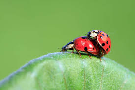 Den wirksamsten schutz bietet ein fliegengitter. á…á… Insektenschutz Asiatische Marienkafer Harlekin Fliegengitter