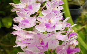 Aerides Falcata Adulta Ocotea Net