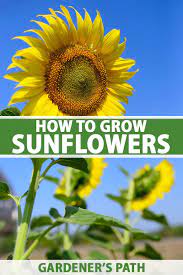 If wind is a problem as the flowers grow taller, you can stake them. How To Plant And Grow Sensational Sunflowers Gardener S Path