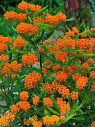 Image result for Asclepias eminens